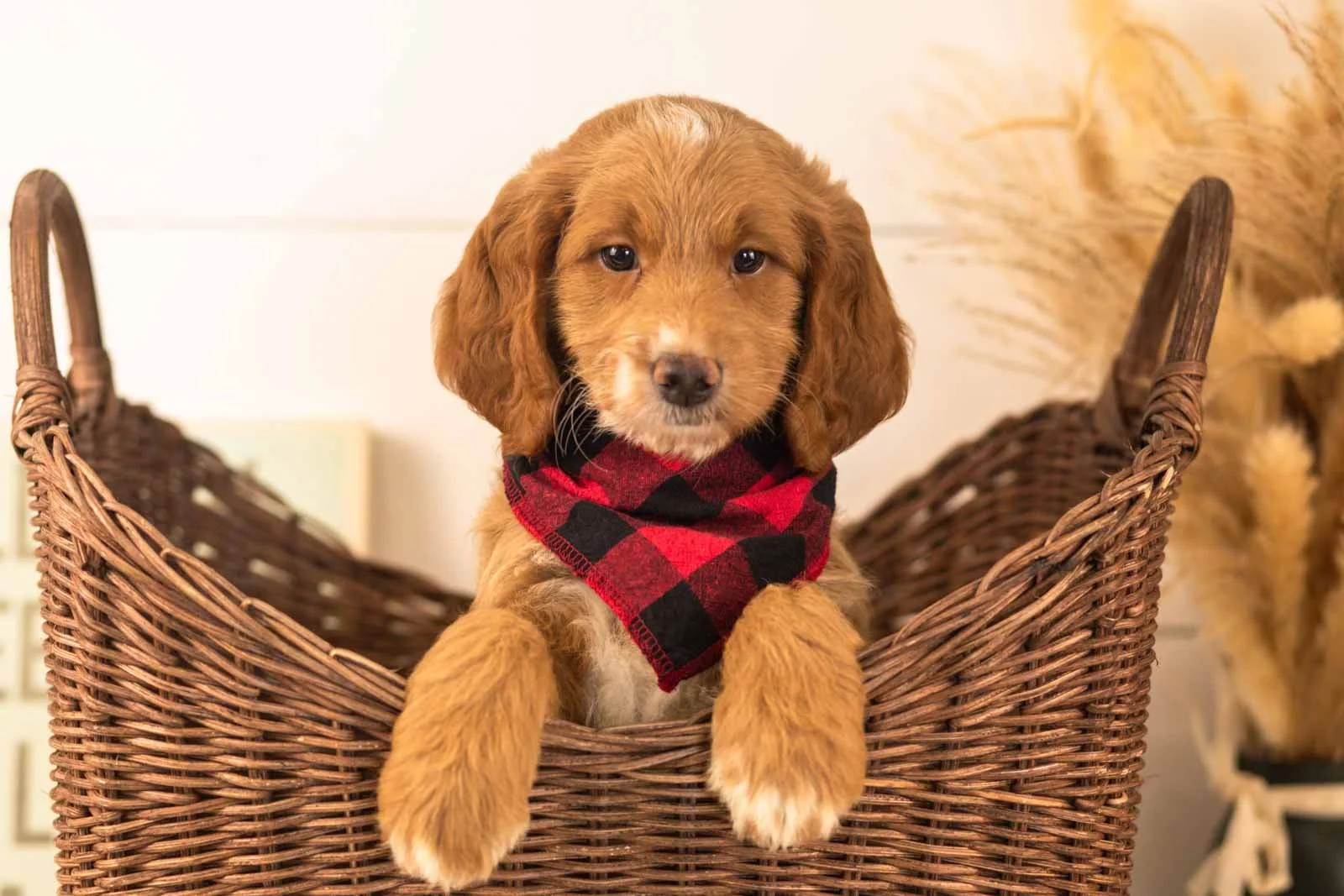 Marley goldendoodle for sale(4).jpg