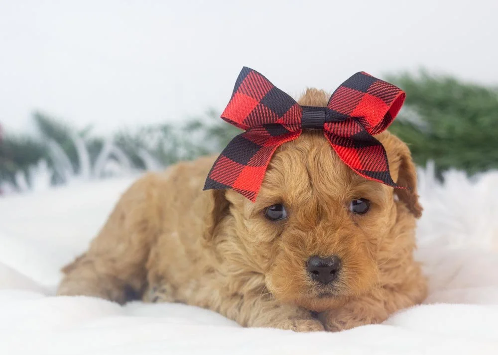 Whitney goldendoodle for sale(3).jpg