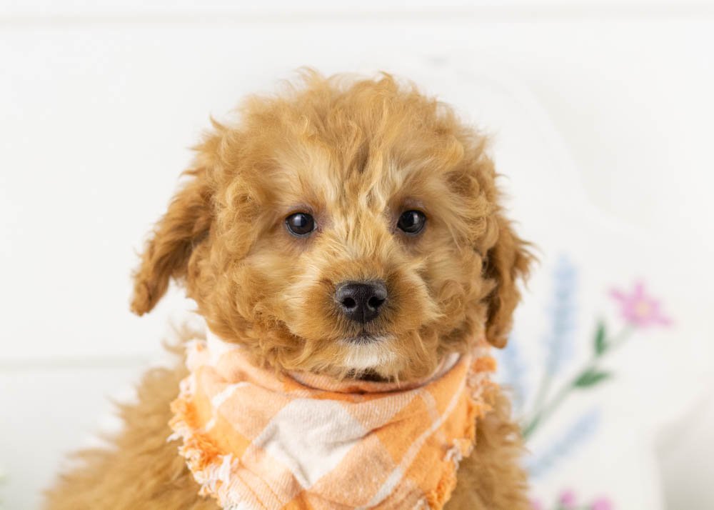 goldendoodle for sale