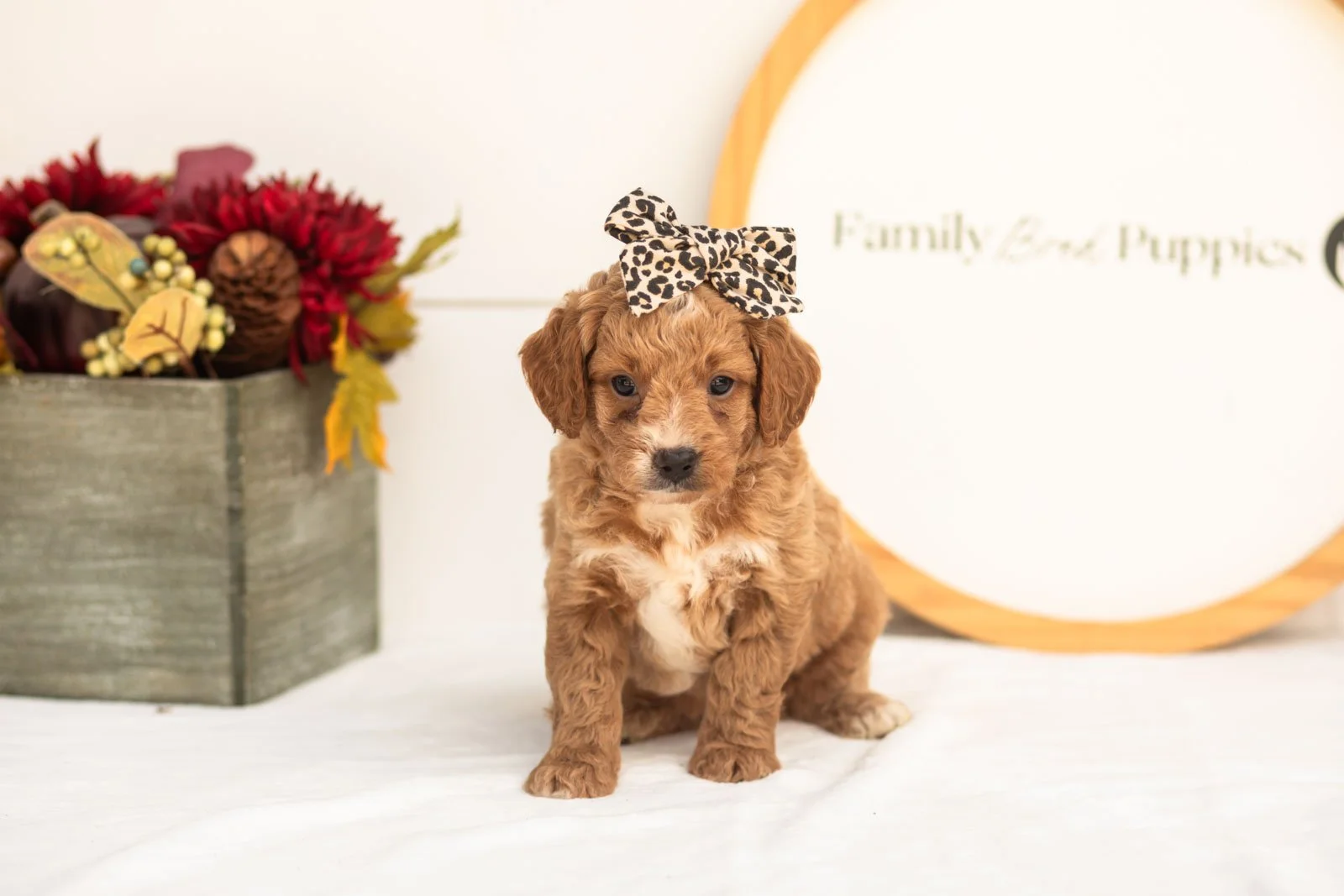Katydid goldendoodle for sale(1).jpg