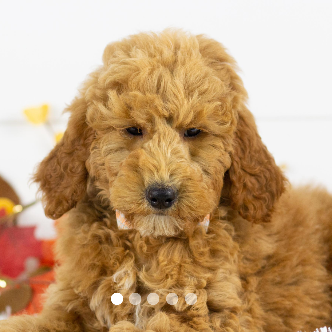 Copy of FBP Design.png