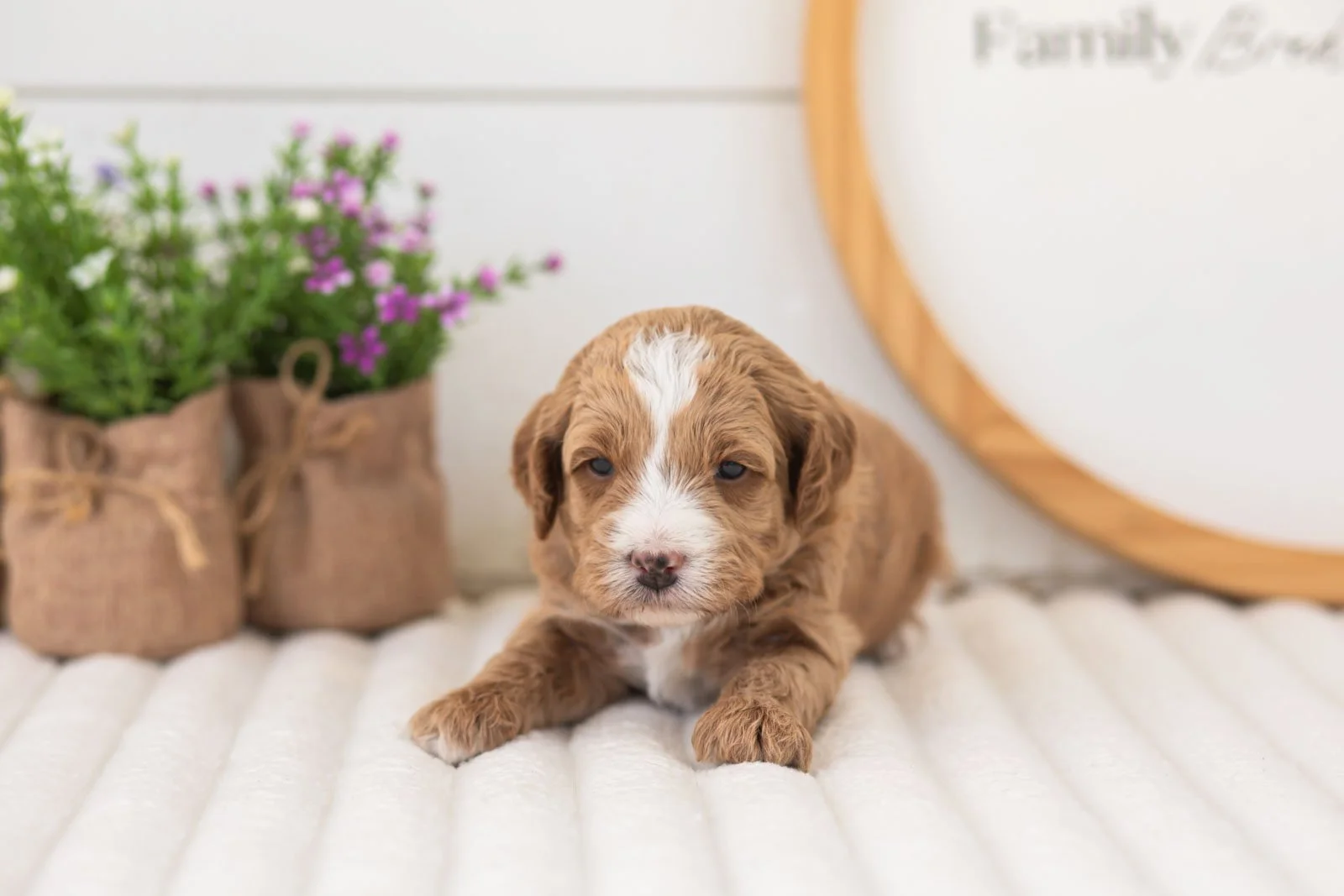 mac goldendoodle for sale(1).jpg