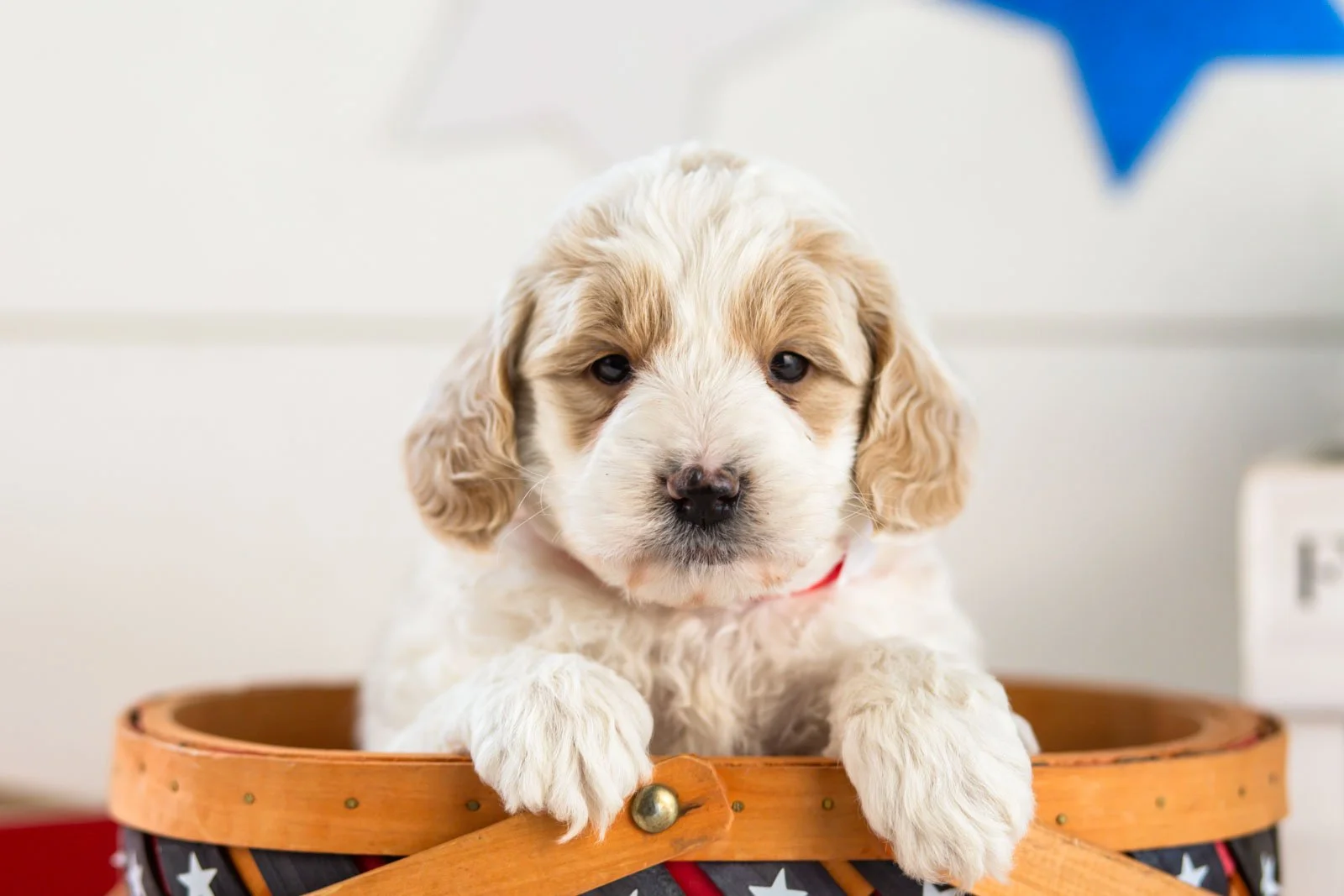 Jasper goldendoodle for sale(3).jpg