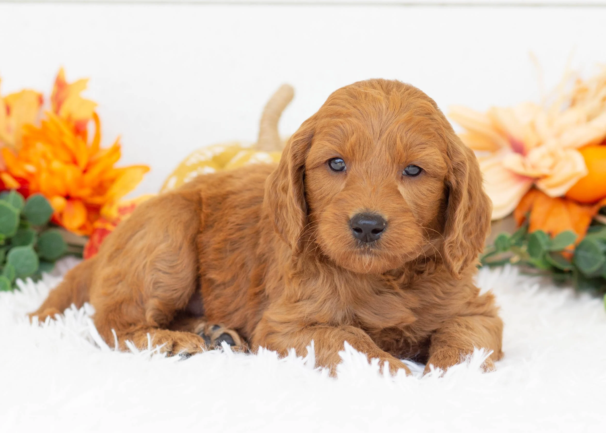 Putter goldendoodle for sale.jpg