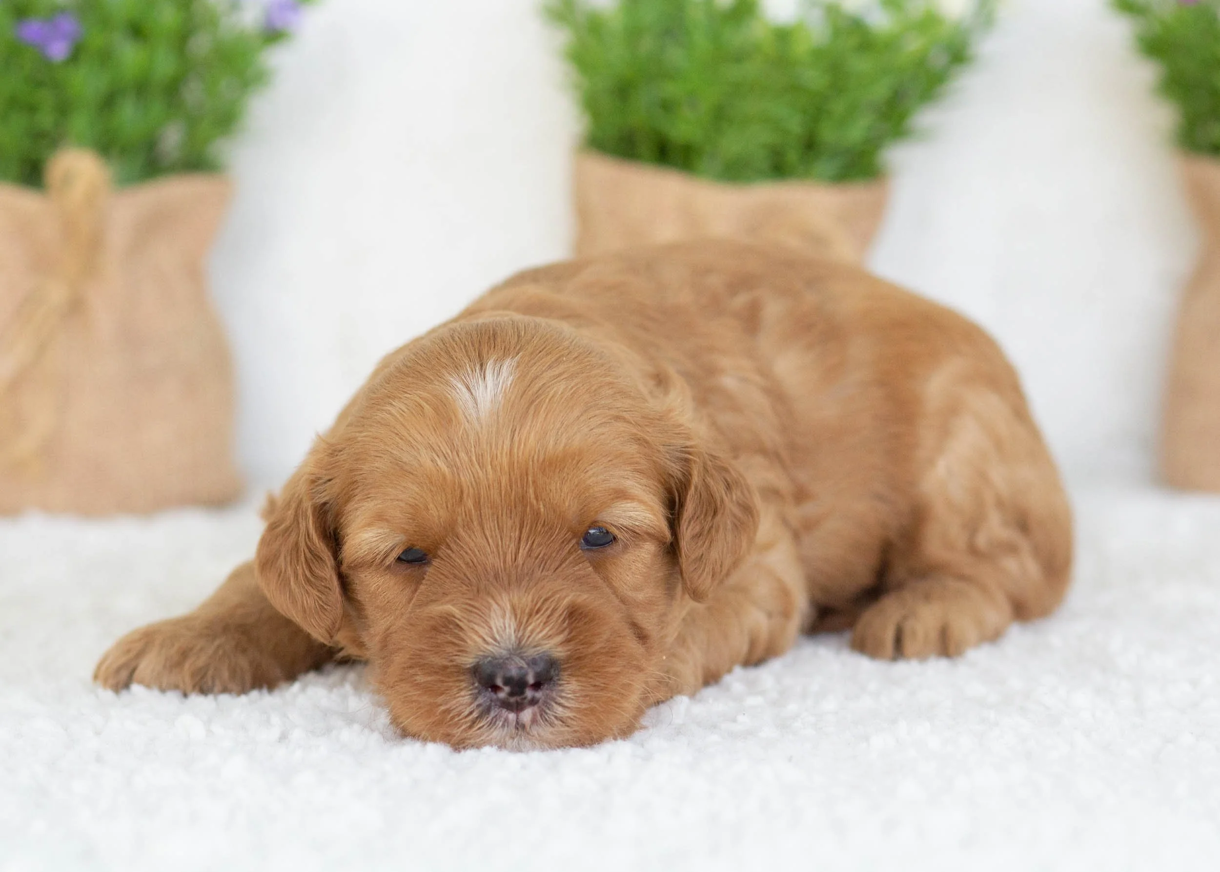 Carmel Apple Goldendoodle for sale.jpg