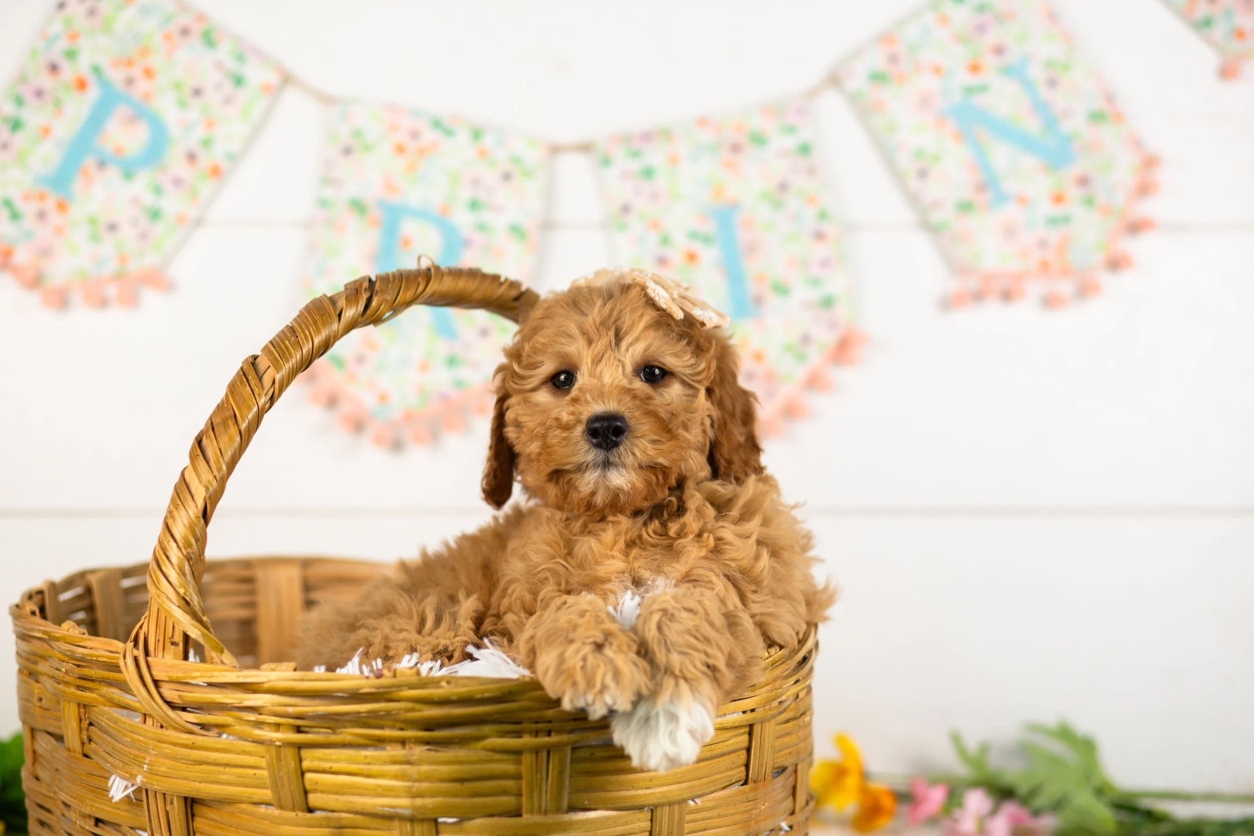 goldendoodle for sale