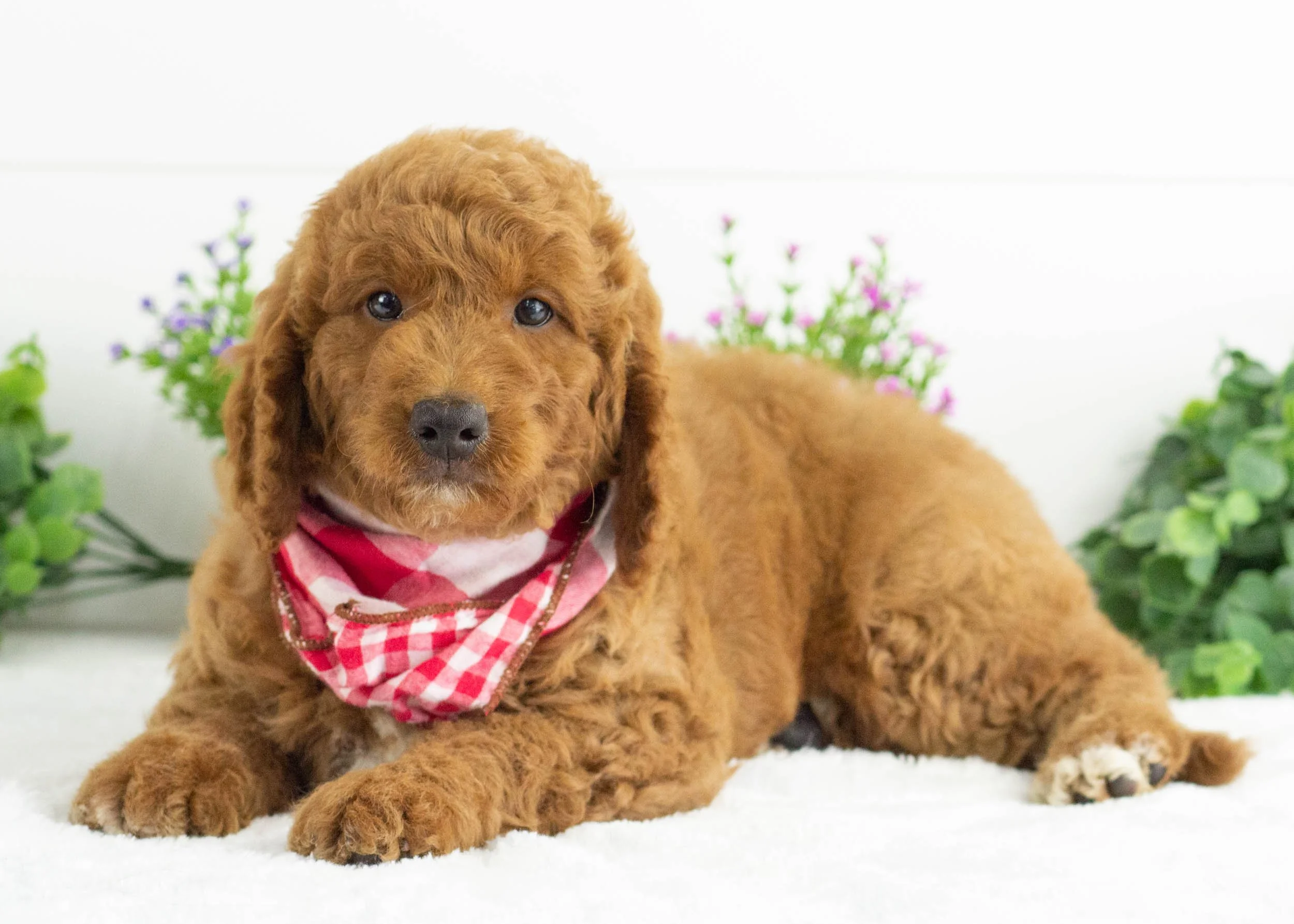 Buster Goldendoodle For Sale(3).jpg