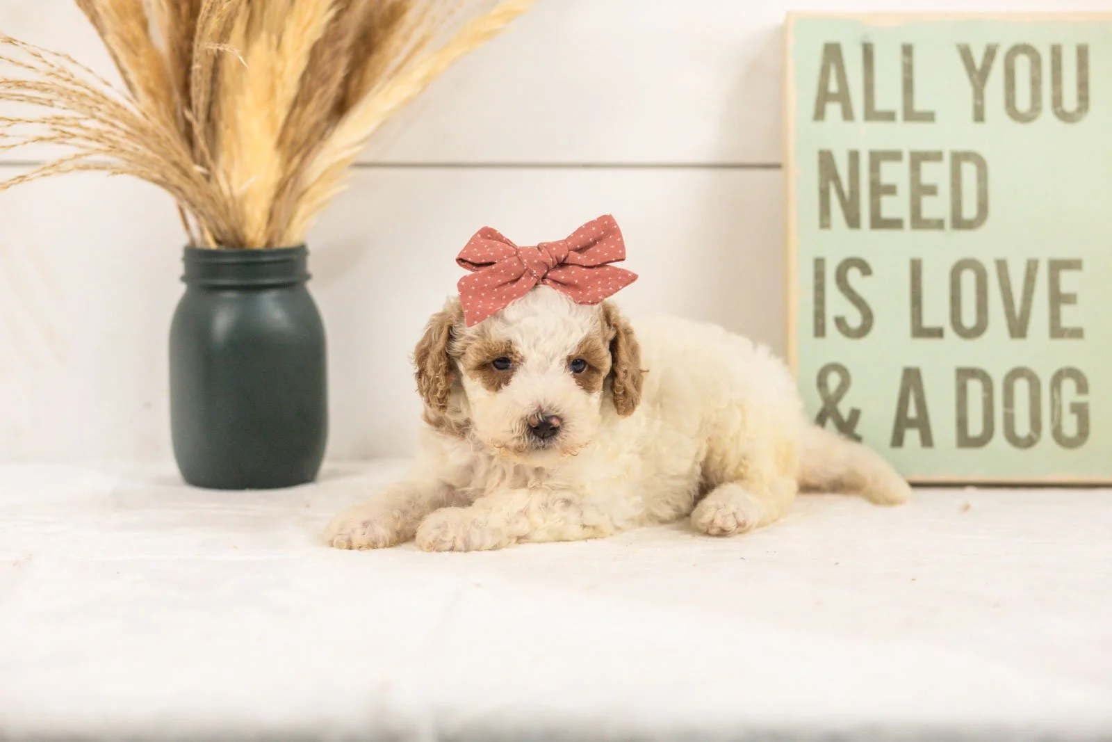 Fern goldendoodle for sale(3).jpg