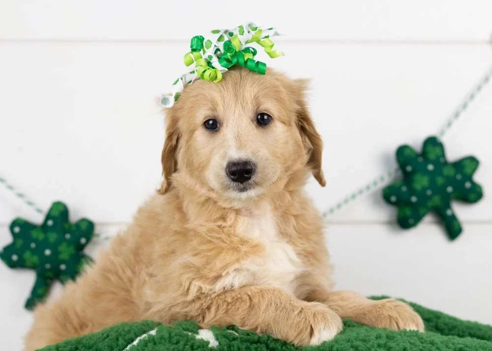 Lolly goldendoodle for sale.jpg