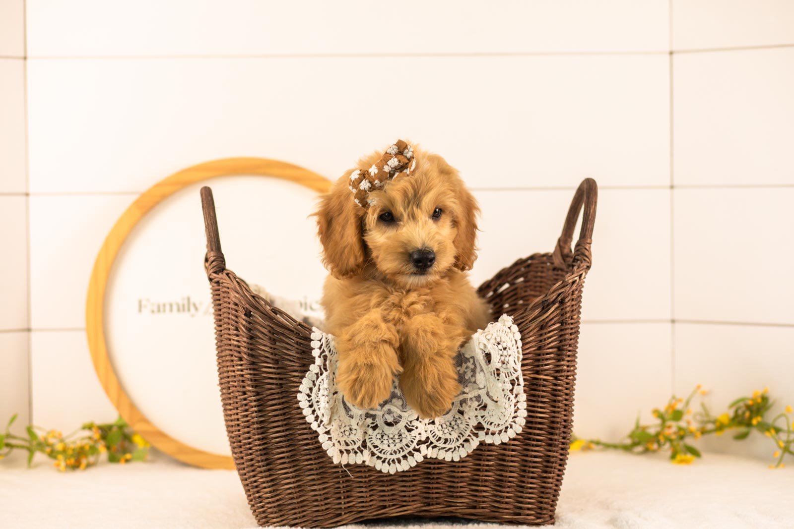 Marty goldendoodle for sale(4).jpg