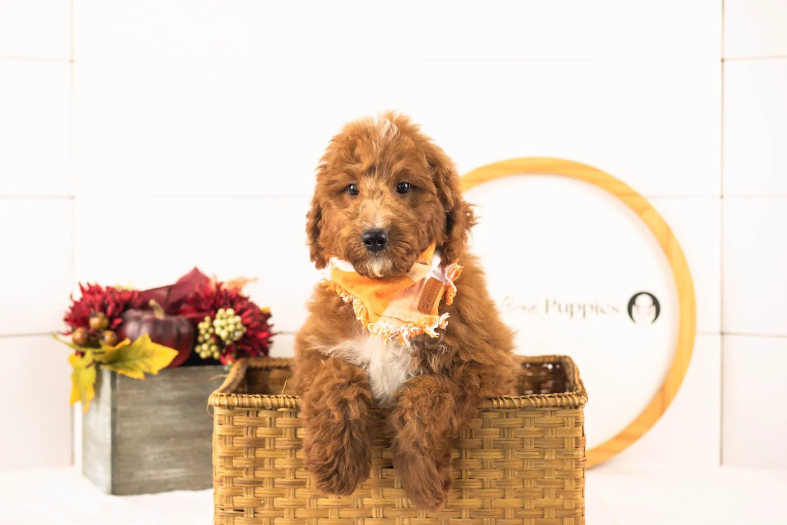 Pika goldendoodle for sale(1).jpg