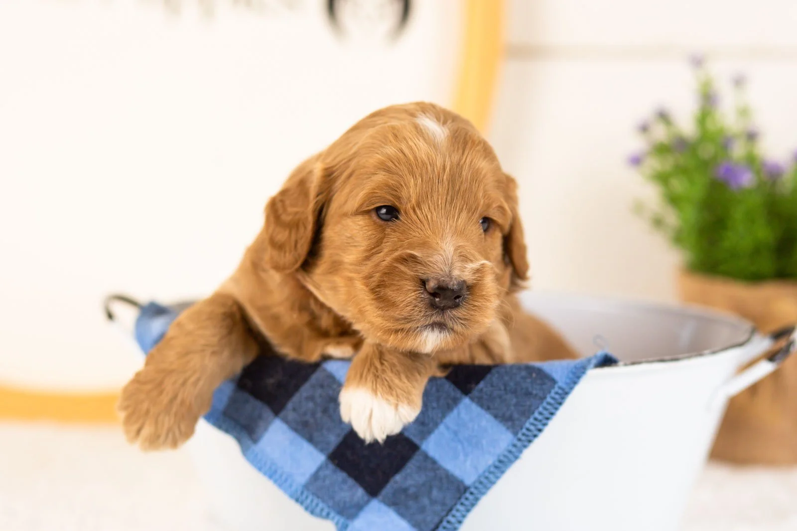 Munster goldendoodle for sale(2).jpg