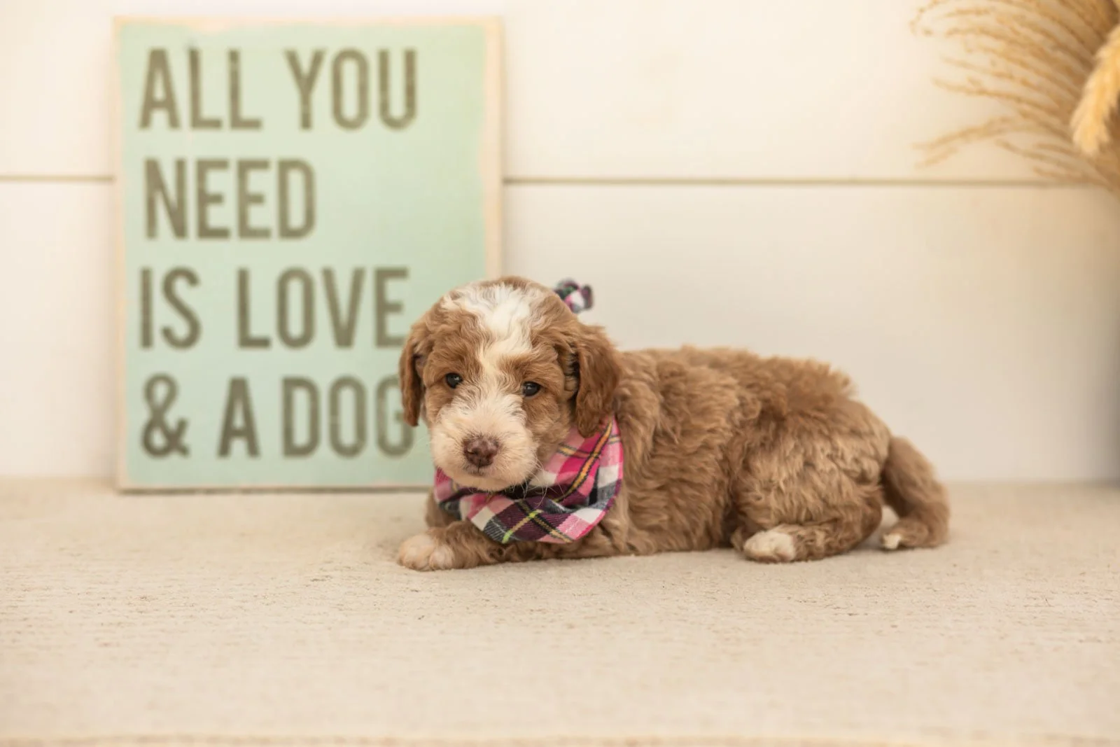 Cardinal goldendoodle for sale(4).jpg