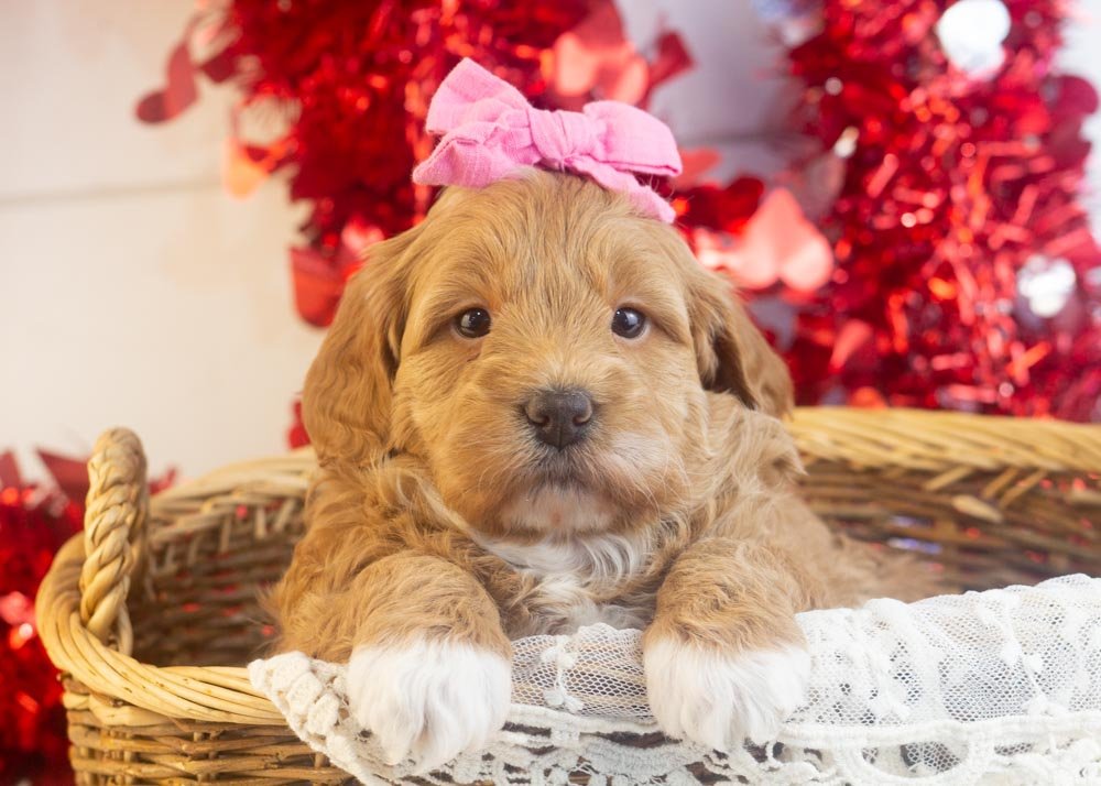 goldendoodle for sale