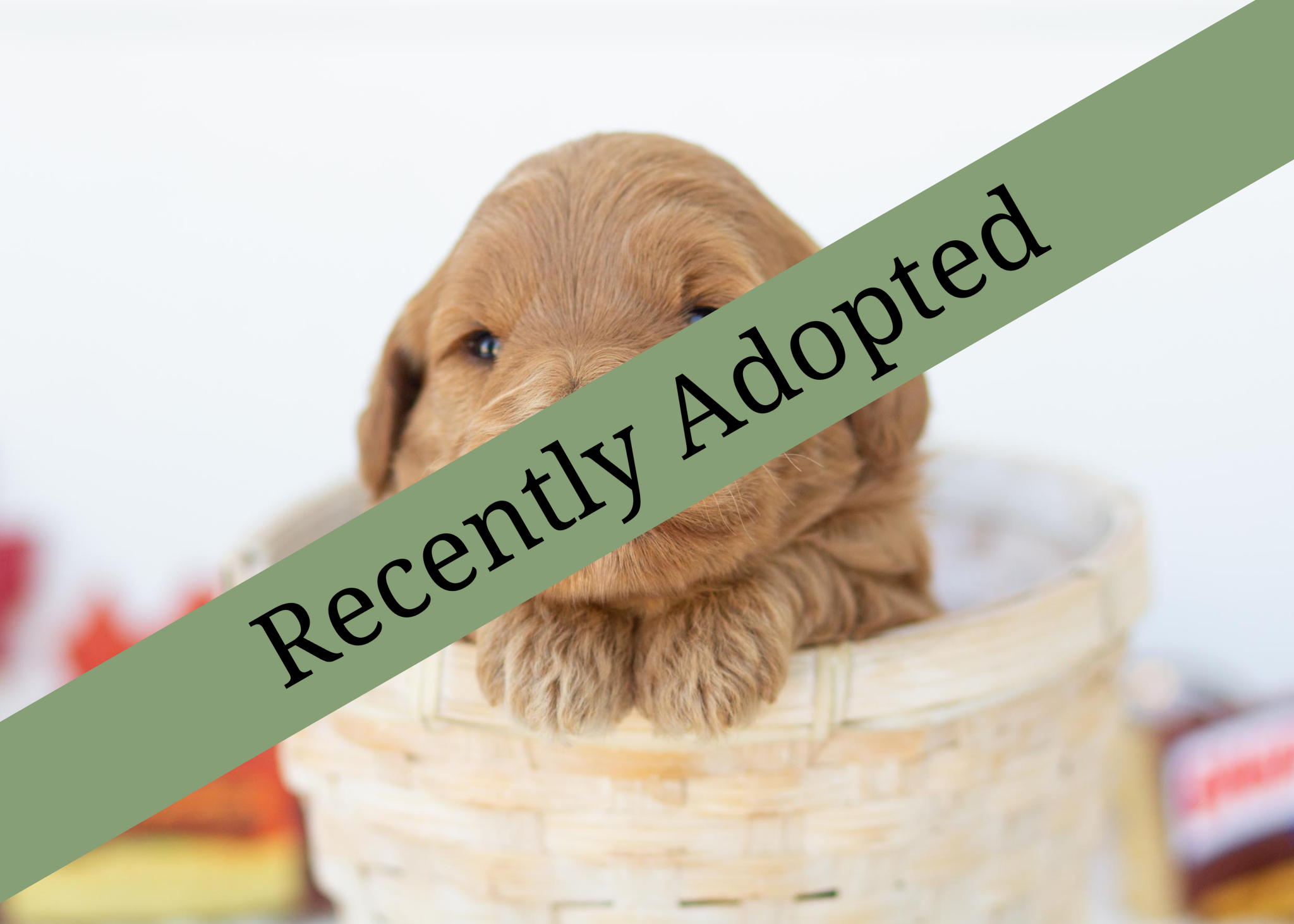 goldendoodle for sale