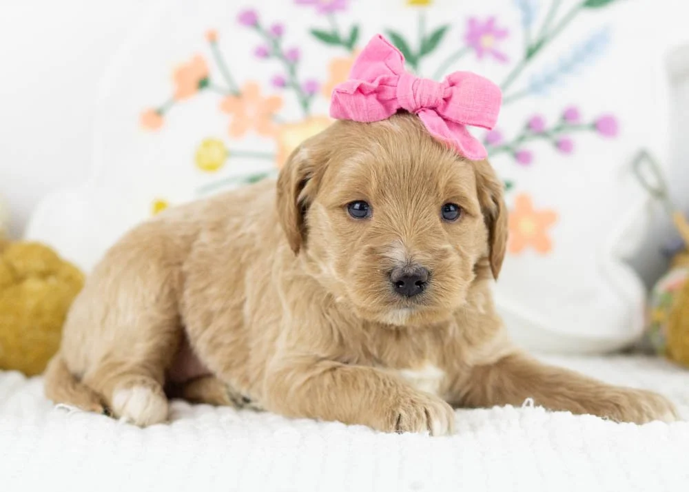 Rachel goldendoodle for sale..jpg