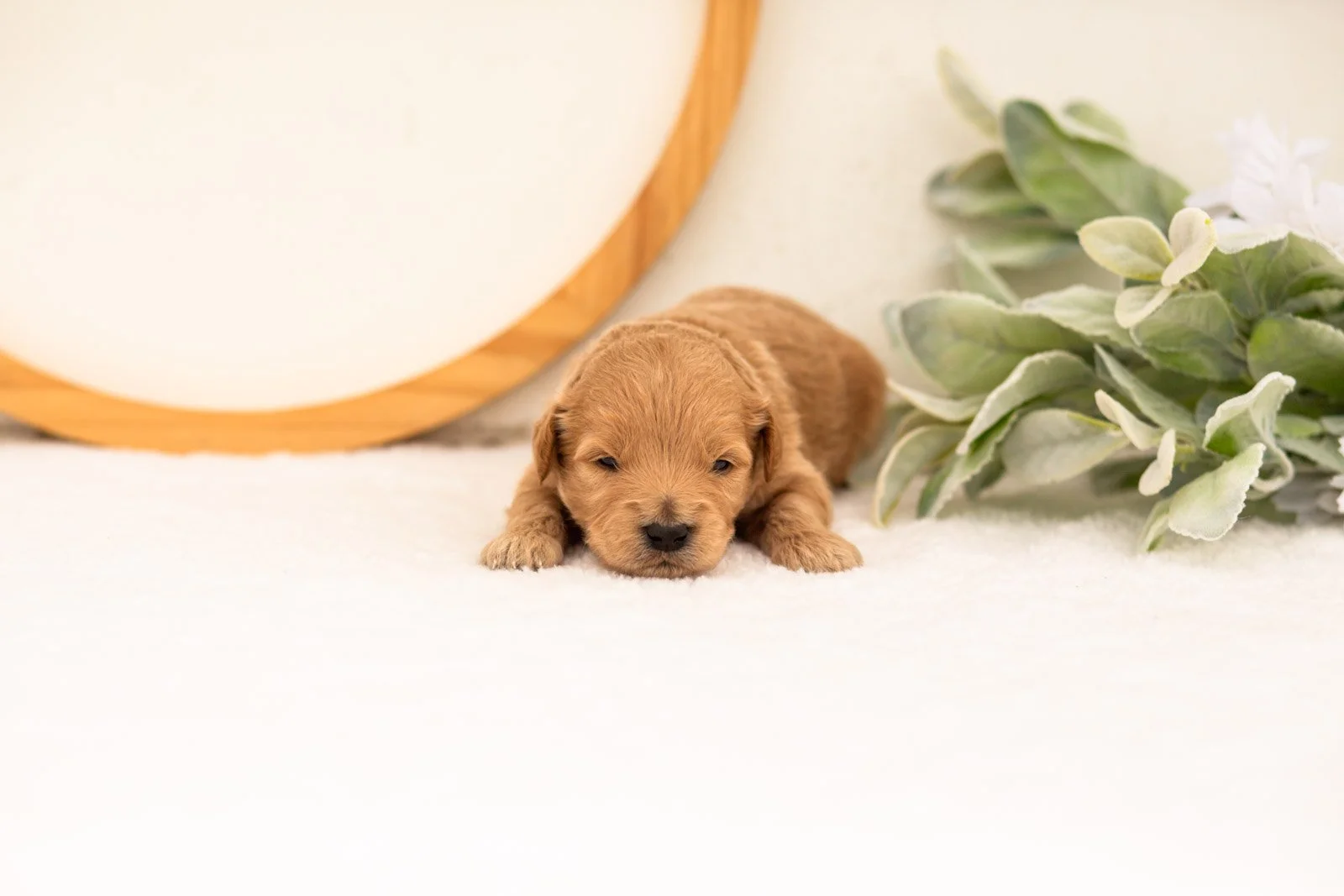 Easton goldendoodle for sale.jpg