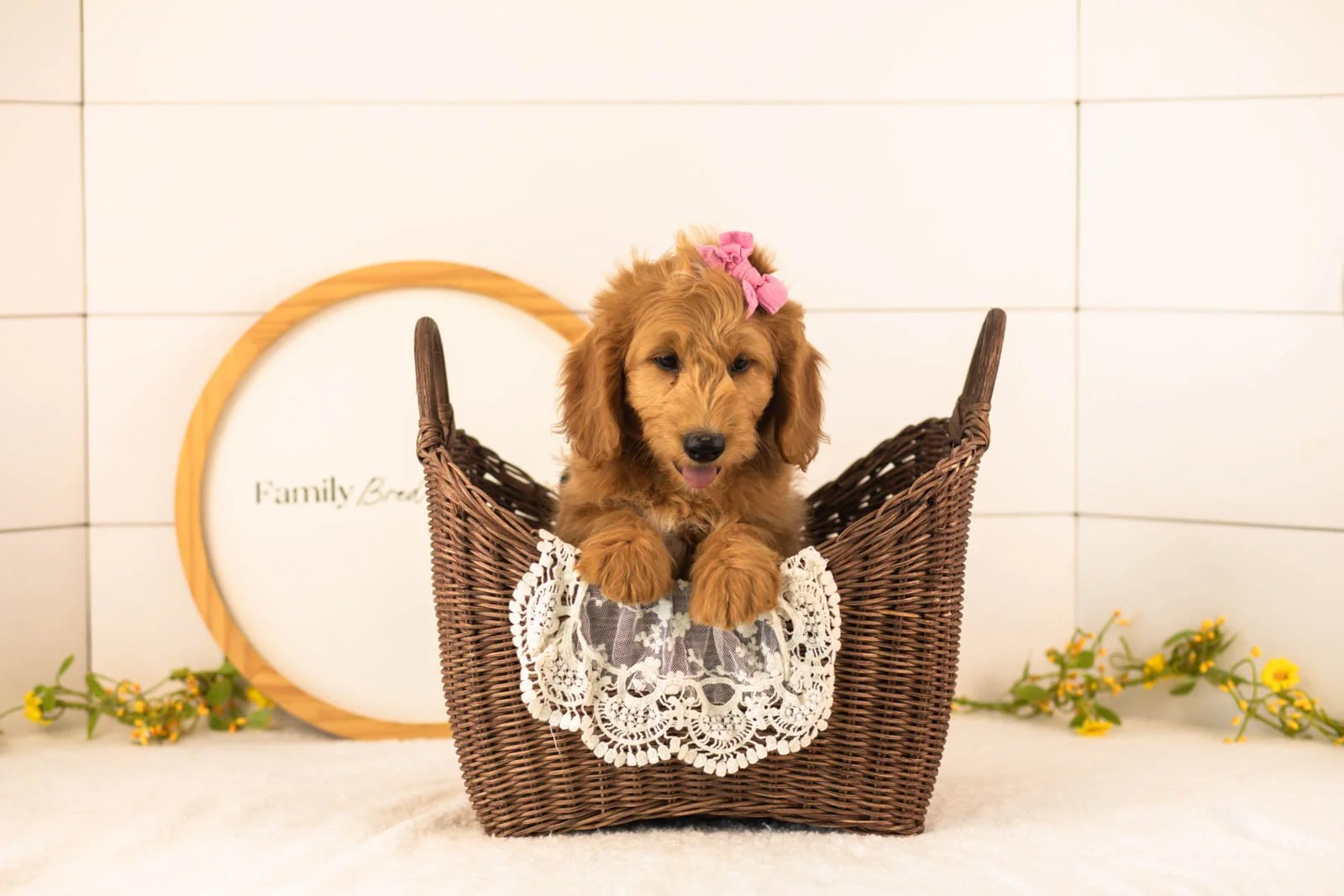 Cha Cha goldendoodle for sale(3).jpg