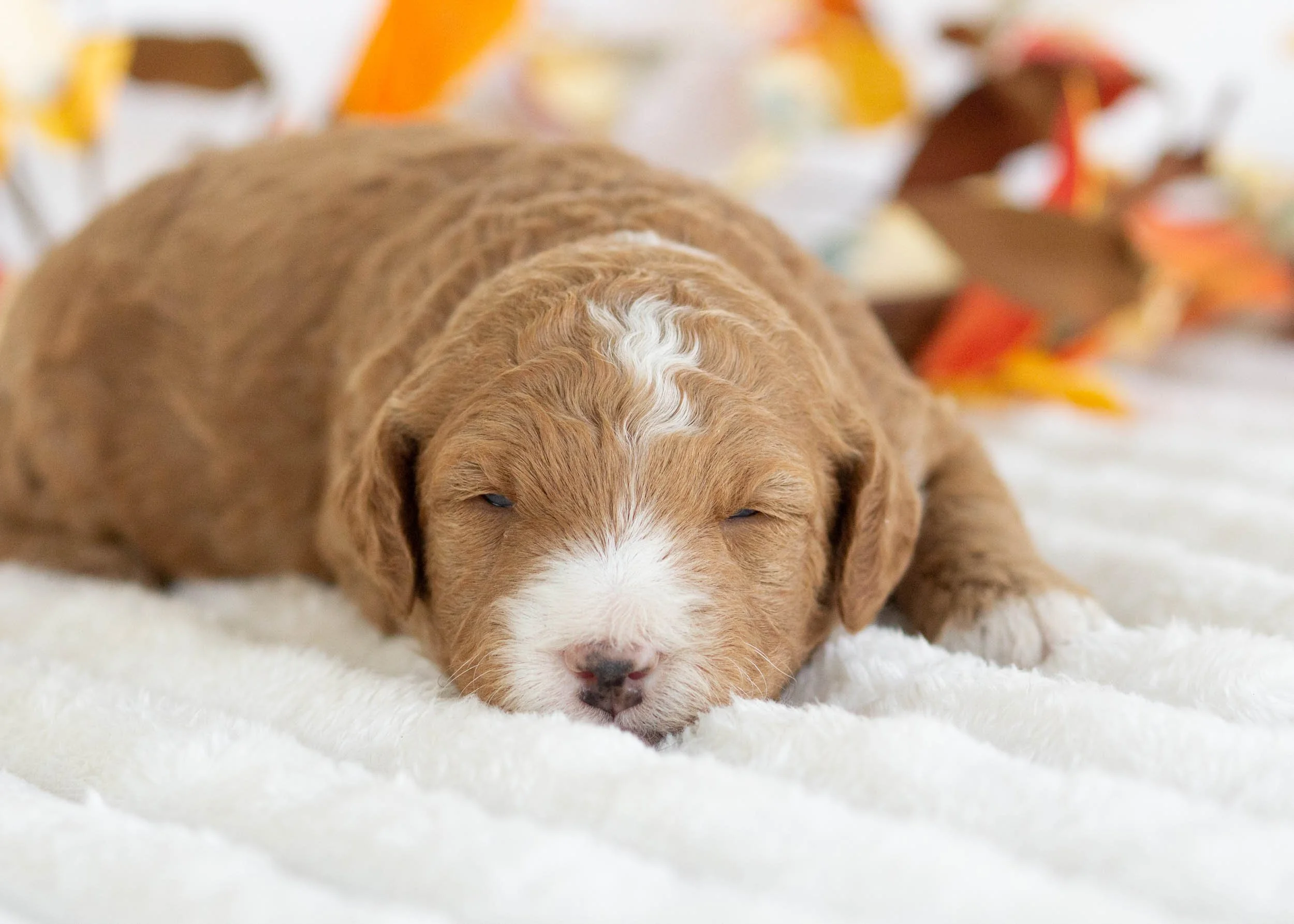 Dior goldendoodle for sale(1).jpg