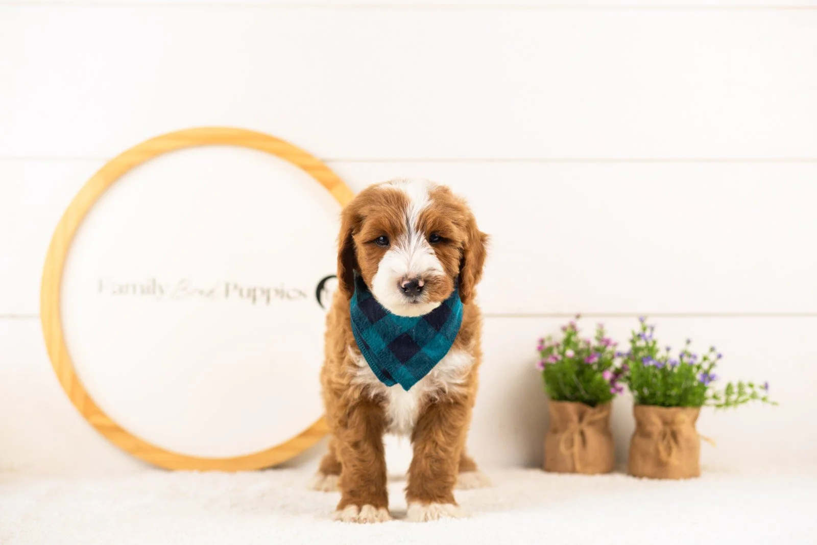 Horatio goldendoodle for sale(2).jpg