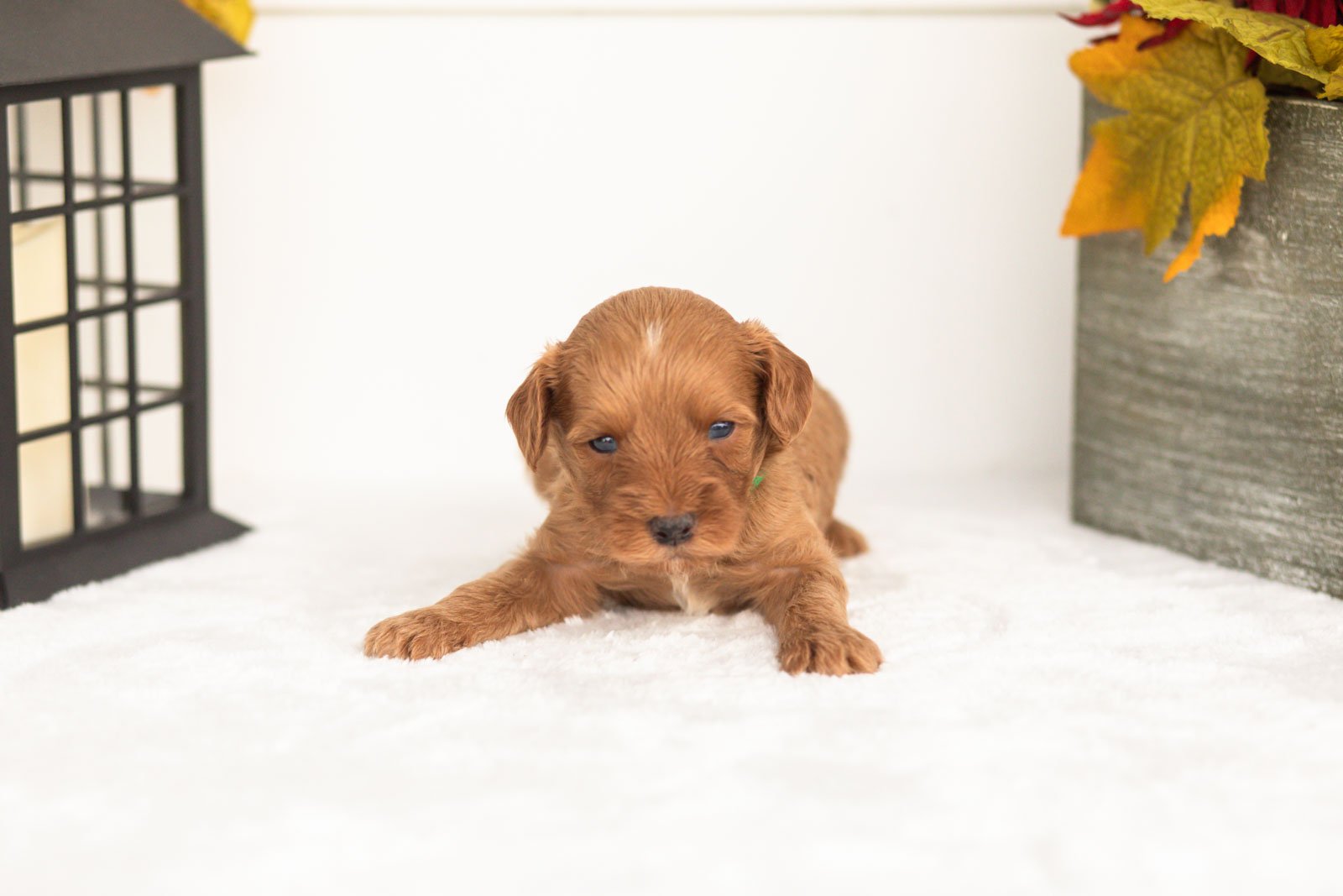 Jonah goldendoodle for sale(2).jpg