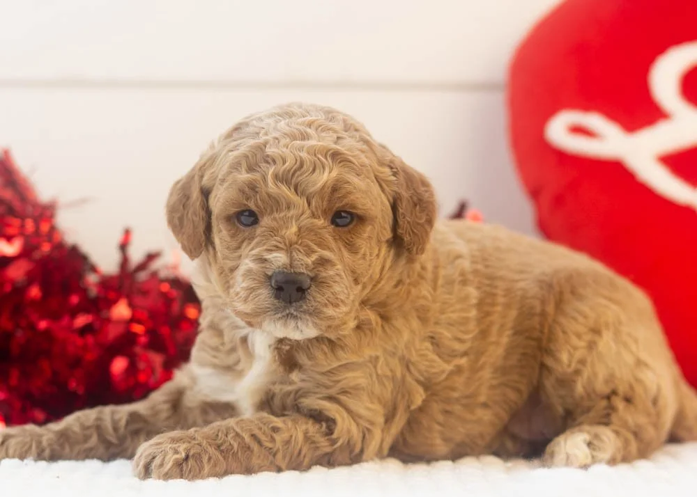 Frosty goldendoodle for sale.jpg