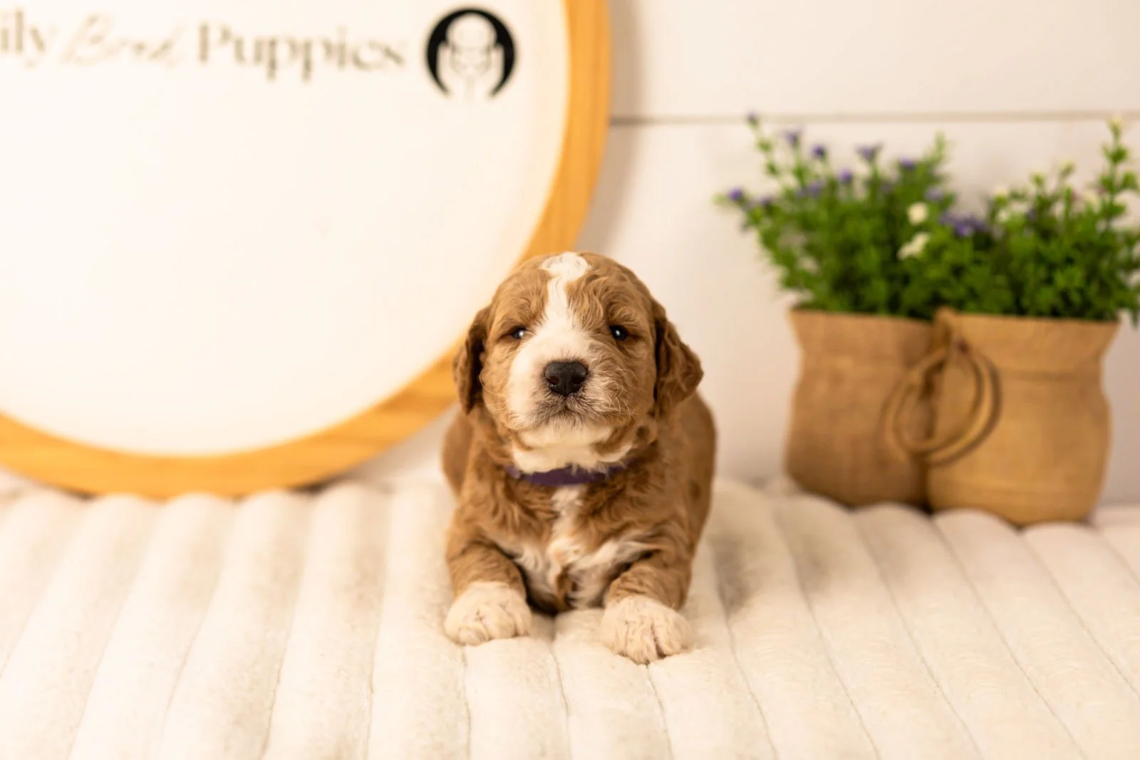 Lindsey goldendoodle for sale(1).jpg