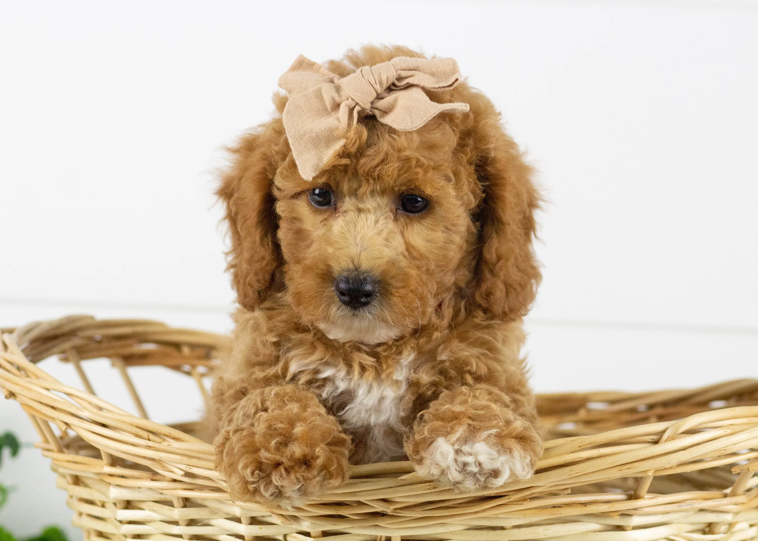 Tara Goldendoodle for sale(3).jpg