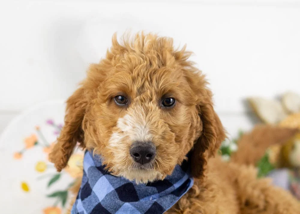 larry goldendoodle for sale(1).jpg