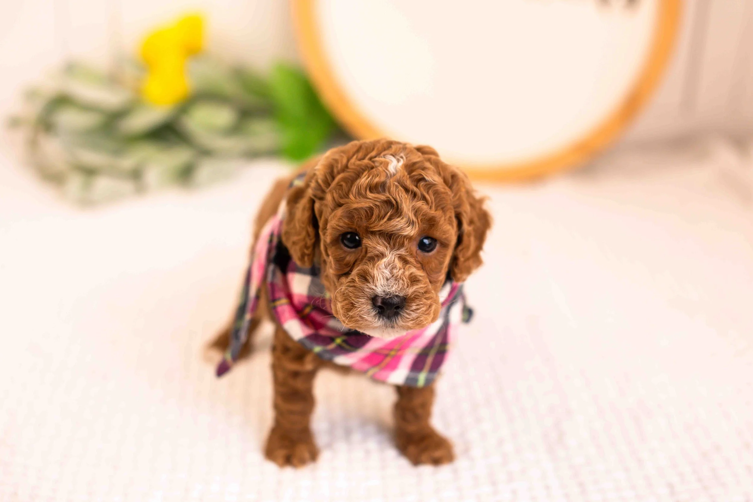 miles goldendoodle for sale(1).jpg