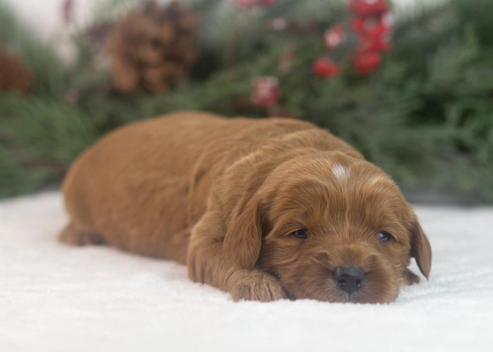 Nancy goldendoodle for sale(3).jpg