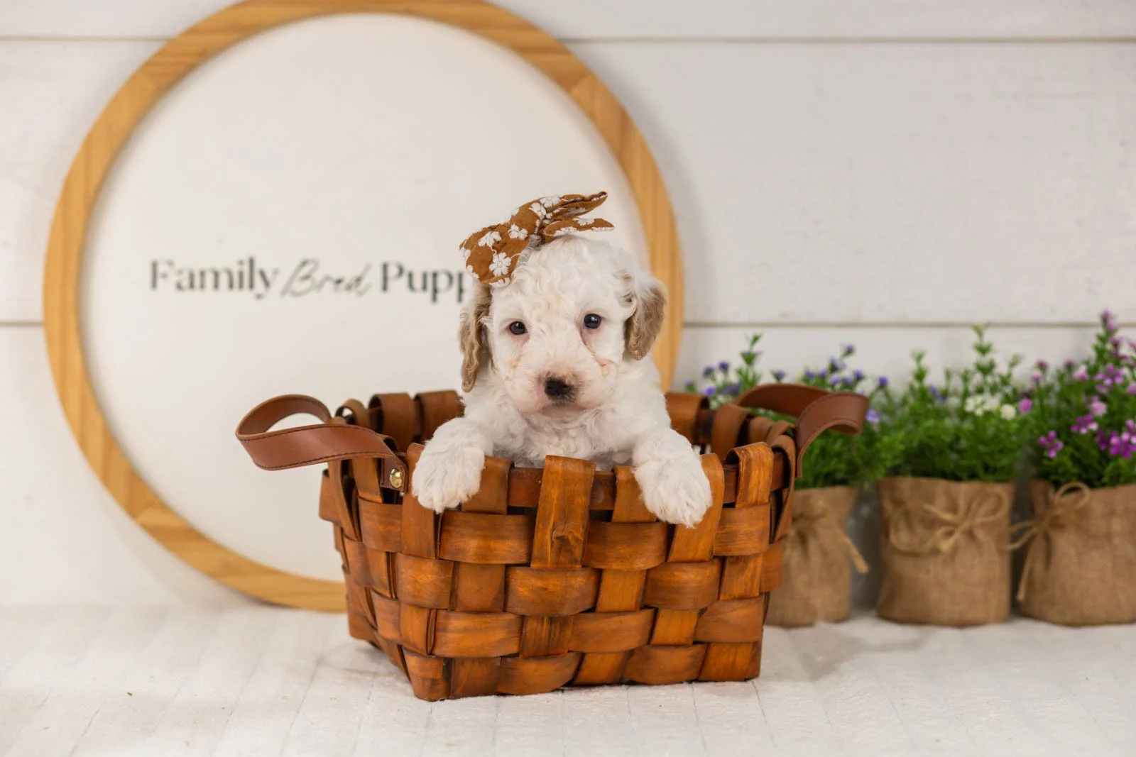 Marcia goldendoodle for sale(4).jpg