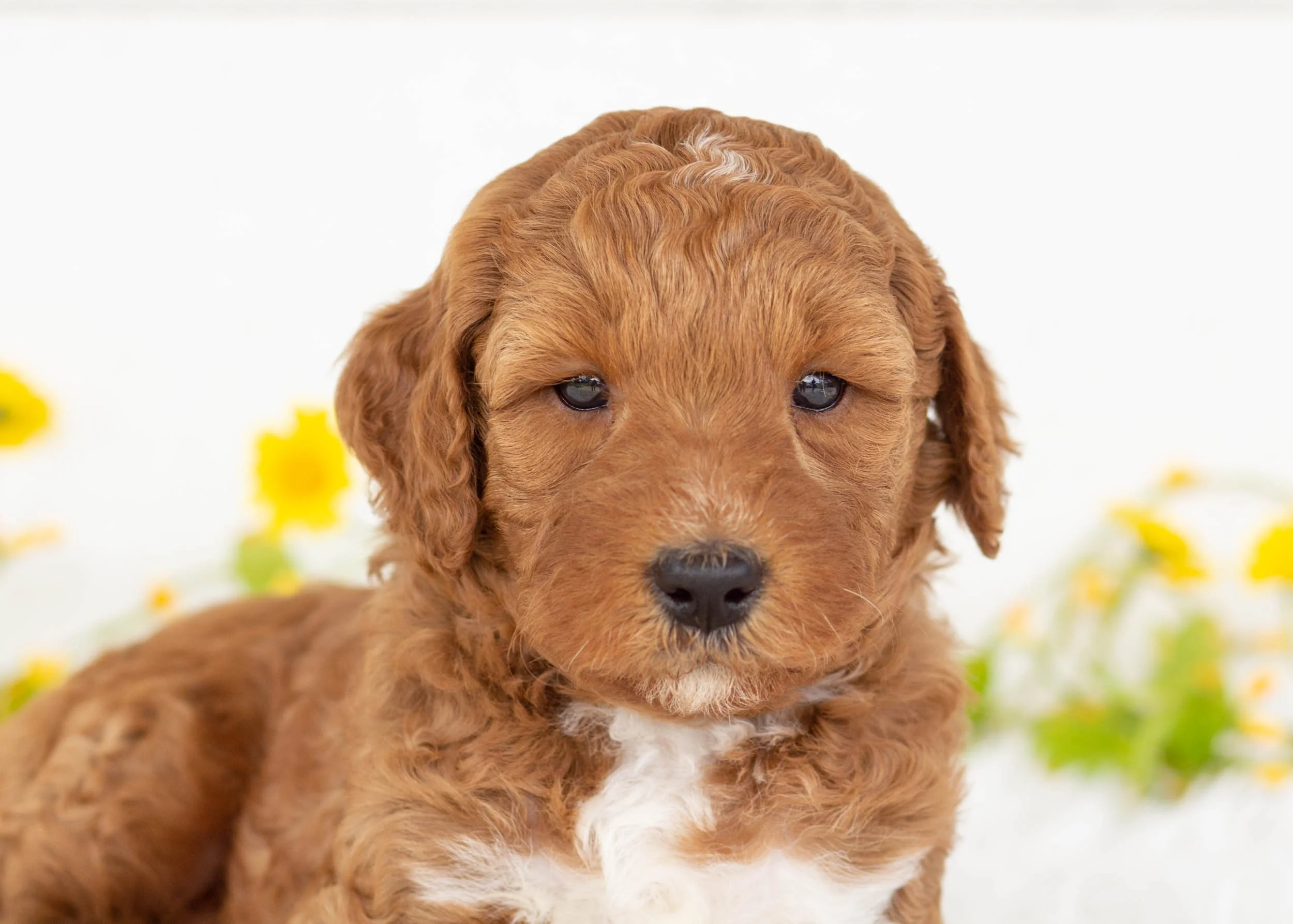 Funnel Cake Goldendoodle for sale(1).jpg