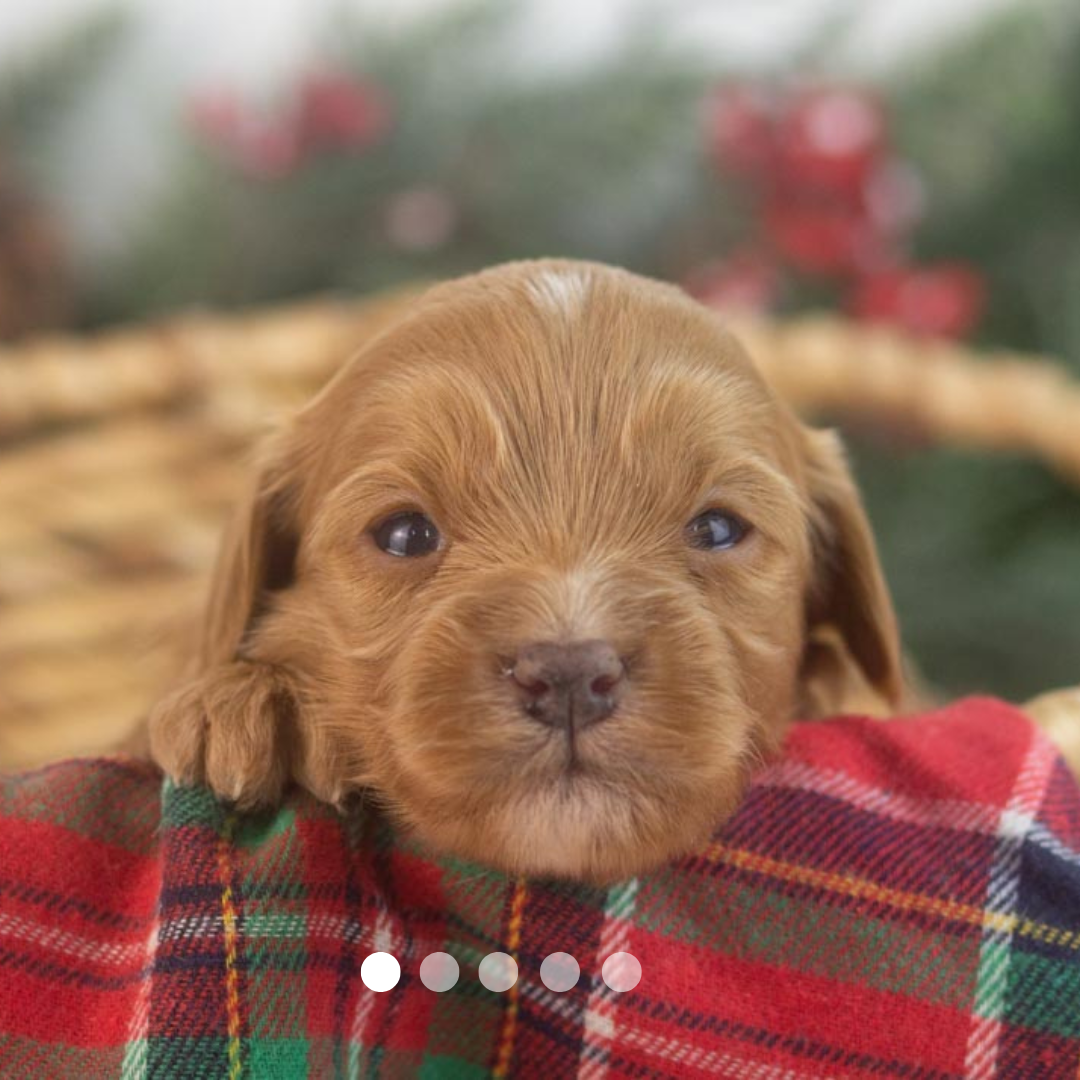 Copy of FBP Design.png