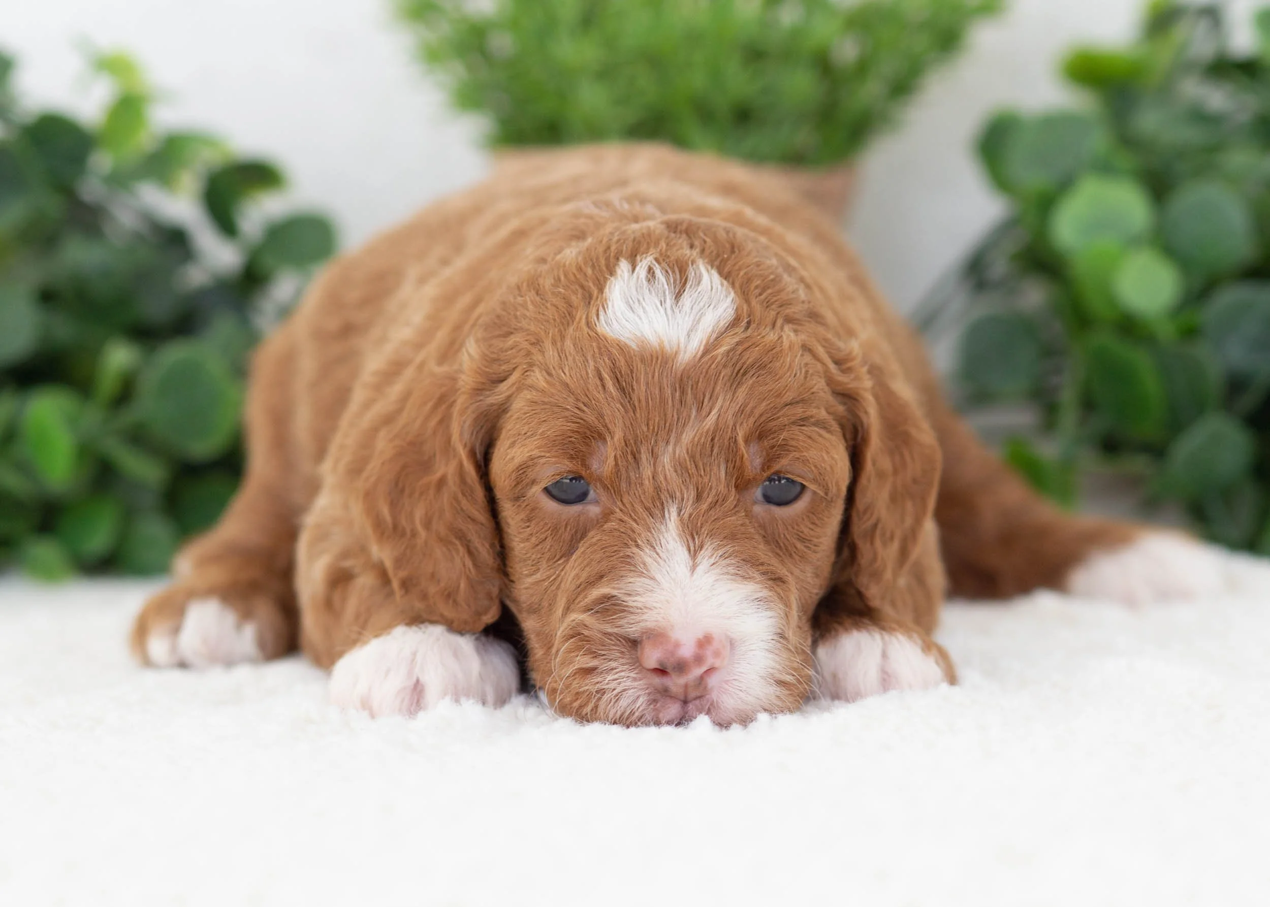 Oscar Goldendoodle For Sale(3).jpg
