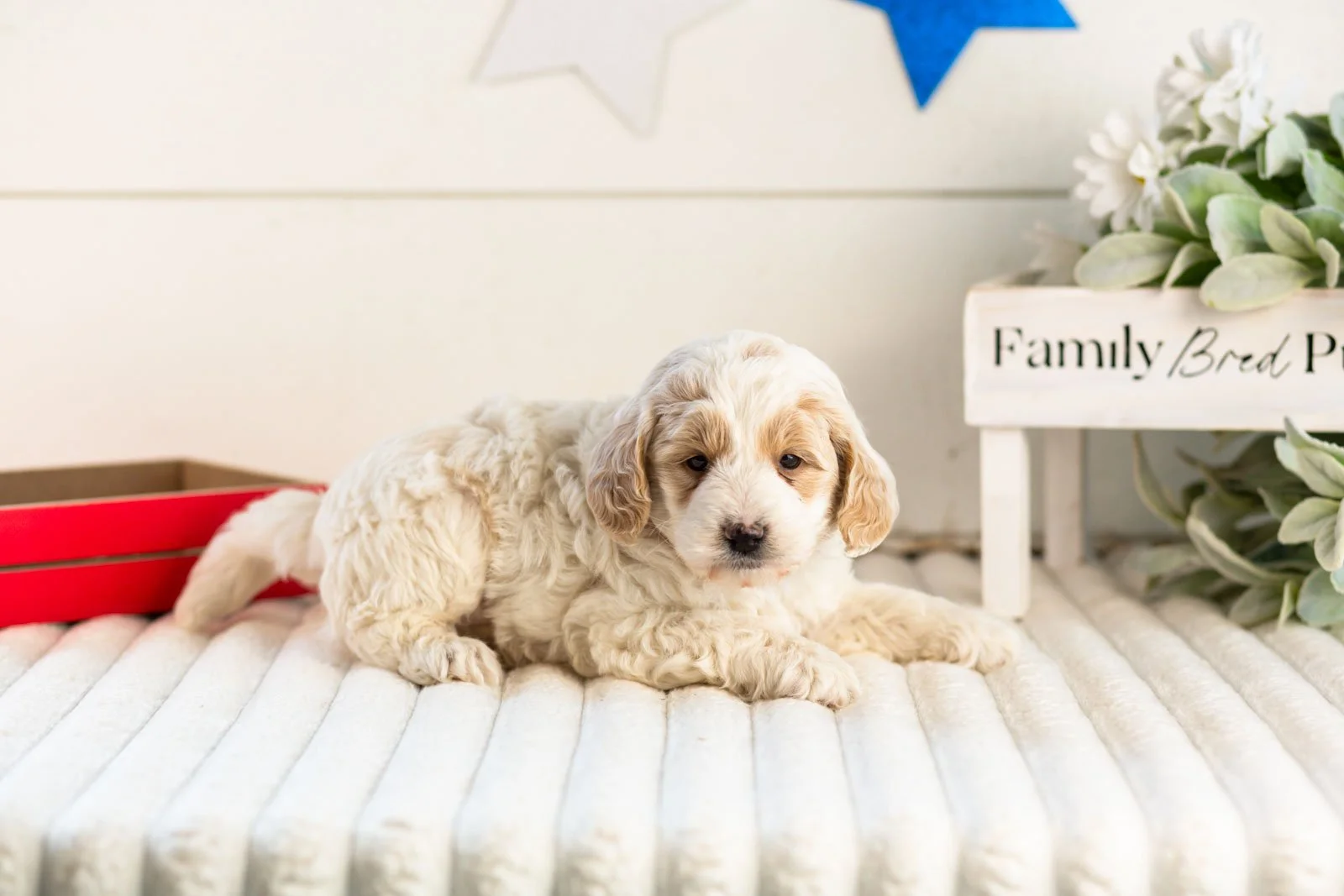 Jasper goldendoodle for sale(1).jpg