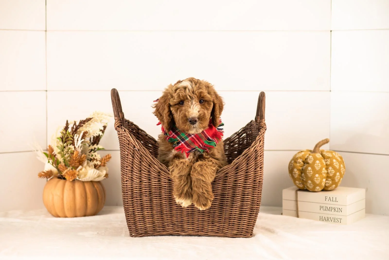 Alps goldendoodle for sale 1.jpg