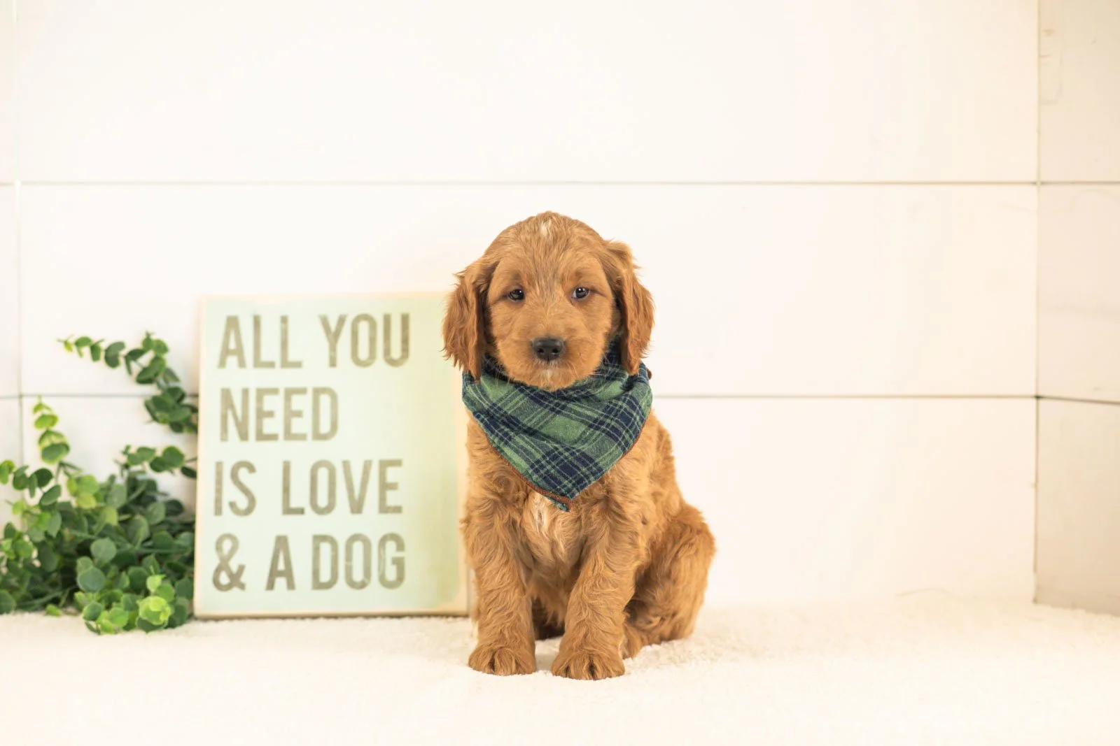Oscar goldendoodle for sale(4).jpg