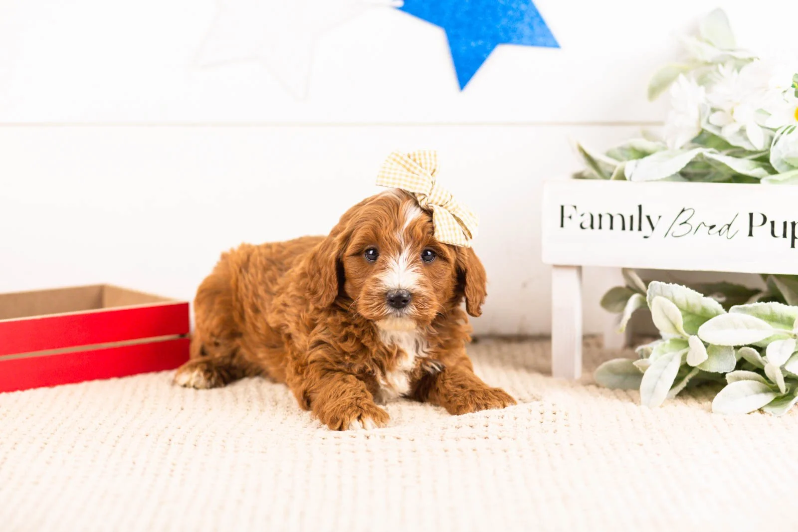 queen goldendoodle for sale(2).jpg
