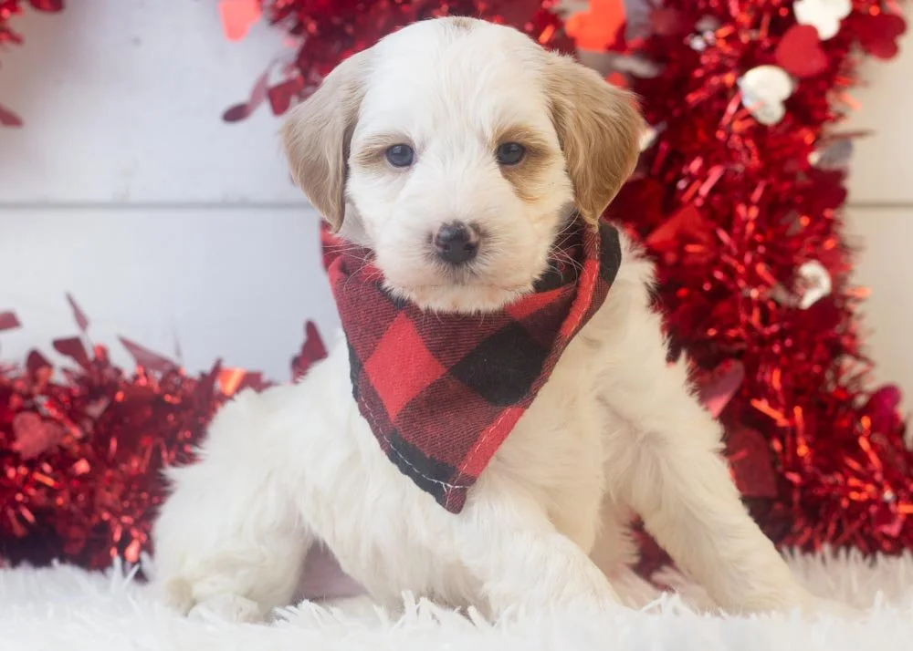 goldendoodle for sale