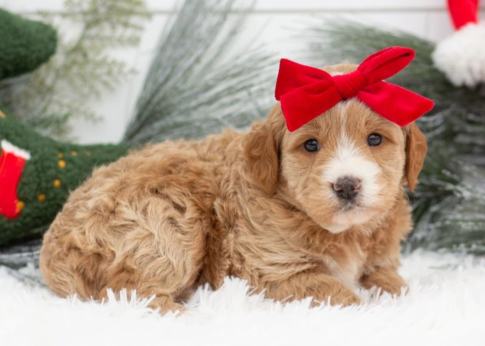 Cranberry goldendoodles for sale(2).jpg