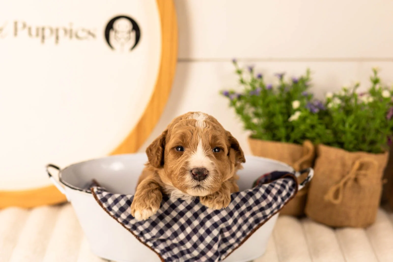 Larisa goldendoodle for sale(2).jpg