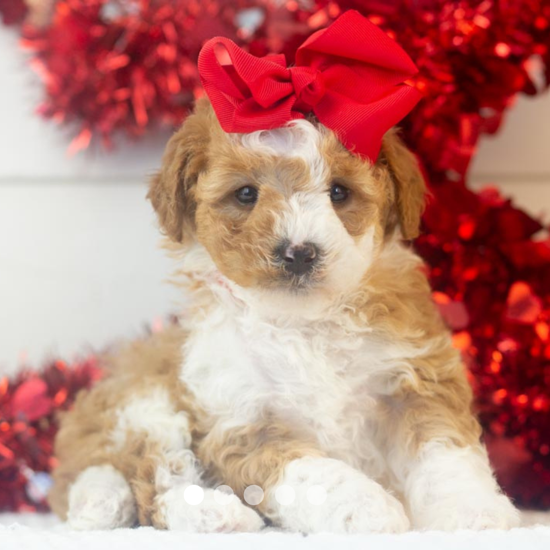 Copy of FBP Design.png