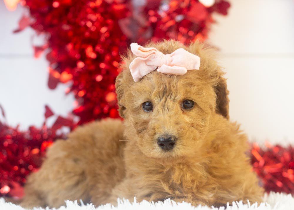 Bingo goldendoodle for sale(3).jpg