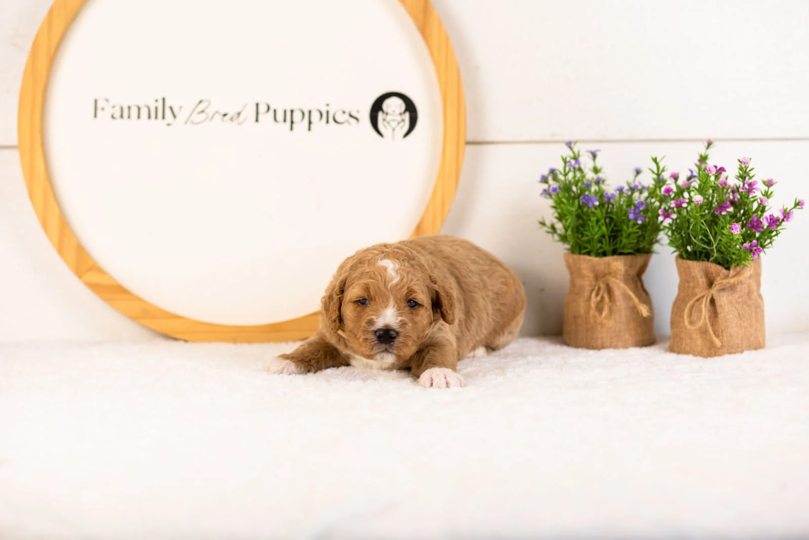 Brie goldendoodle for sale(1).jpg