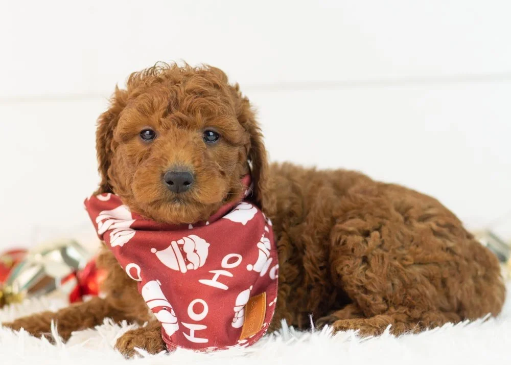 Colt goldendoodle for sale.jpg