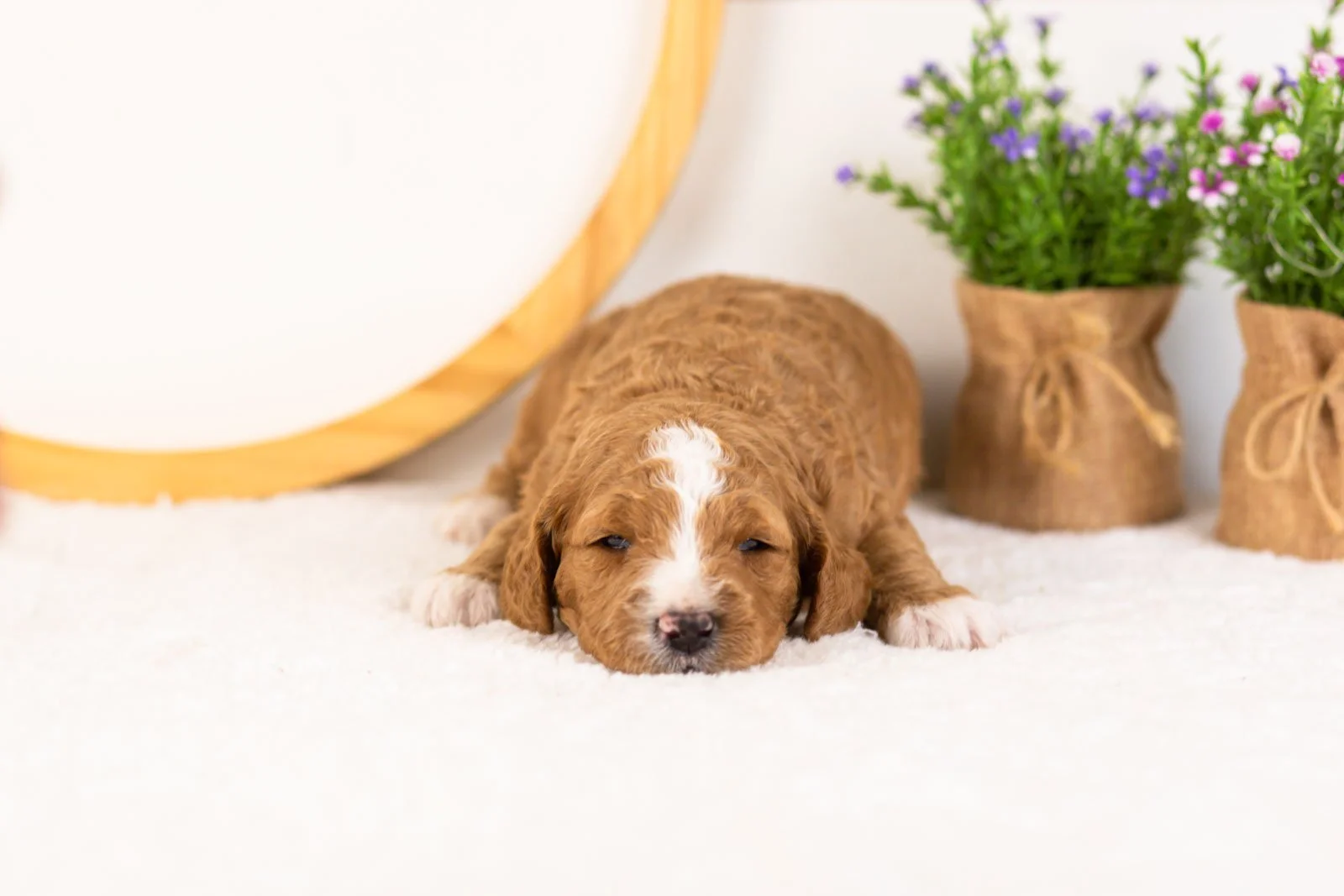 Colby goldendoodle for sale(2).jpg
