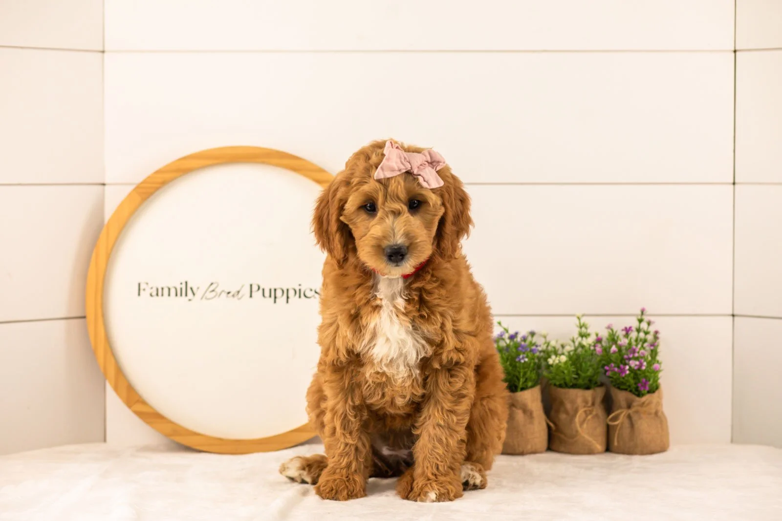 Stormy goldendoodle for sale.jpg
