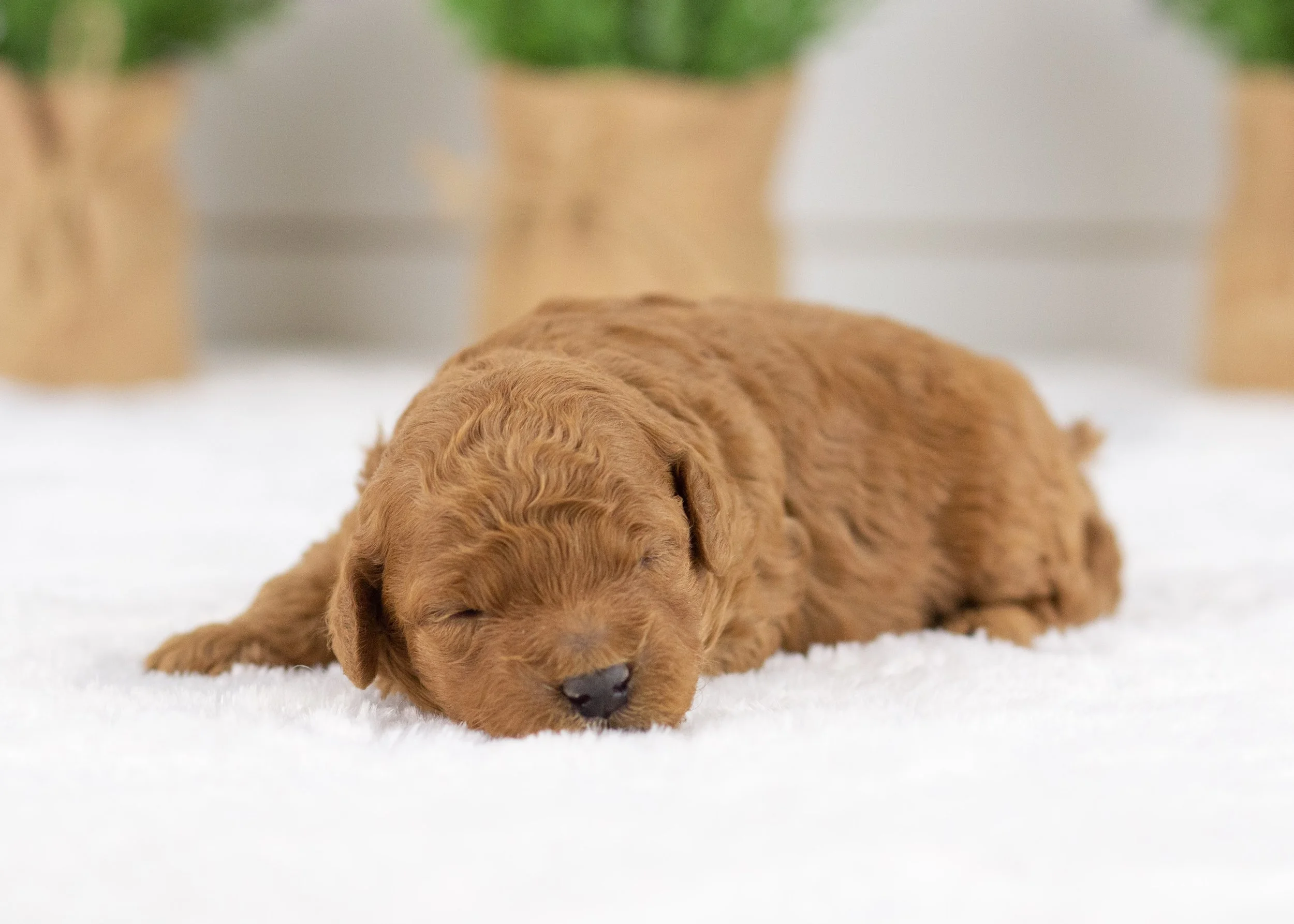 Gusgus golden doodle for sale(2).jpg