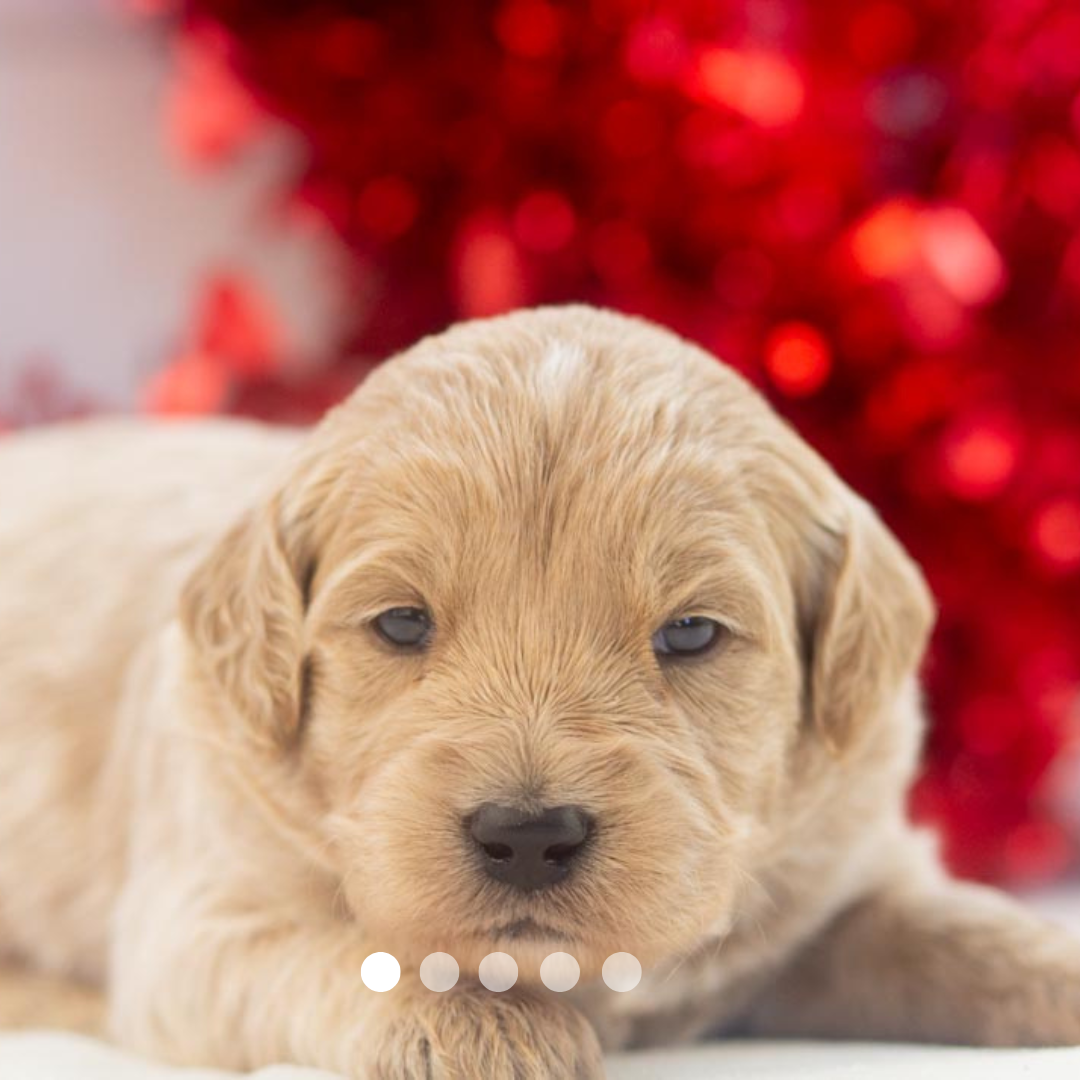 Copy of FBP Design.png